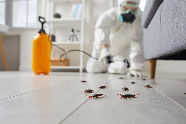 Post-Treatment Bed Bug Interceptor Monitoring in Eureka